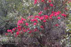 Rhododendron arboreum